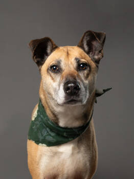 Rescue Mixed Breed Dogs for Adoption in Atlanta, Georgia - Sparkybox | PetCurious