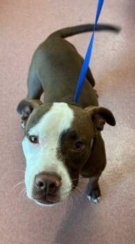 Rescue American Staffordshire Terrier and Mixed Breed Dogs for Adoption in Tallahassee, Florida - JOHNNY | PetCurious