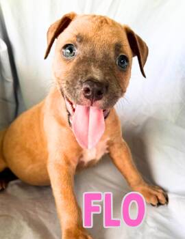 Flo -  Boxer Dog for Adoption in Shalimar, Florida - Flo | PetCurious