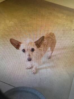 Sir Gizmo -  Terrier Dog for Adoption in Winchester, Indiana - Sir Gizmo | PetCurious
