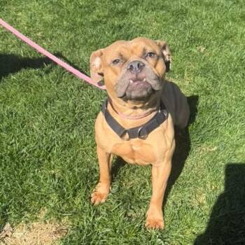 English Bulldog and Boxer Dogs Available for Adoption in Northbrook, Illinois - Giggly Wiggly | PetCurious