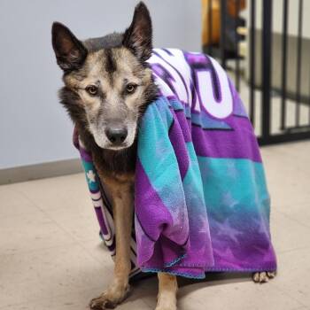 Lionel -  Mixed Breed Dog for Adoption in Auburn, Alabama - Lionel | PetCurious