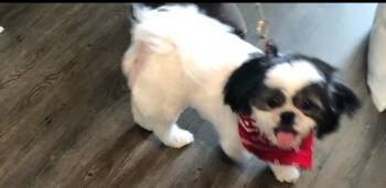 Zoey -  Shih Tzu Dog Available for Adoption in Triana, Alabama - Zoey | PetCurious