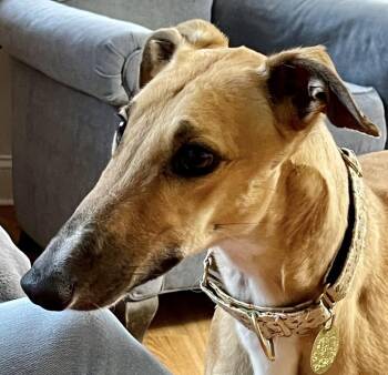 Greyhound Dogs Available for Adoption - Fuji | PetCurious