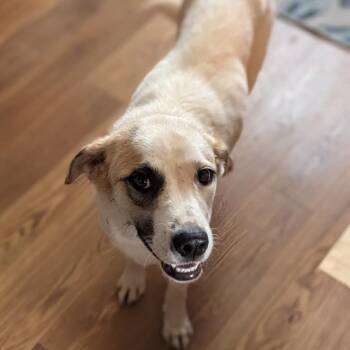 Twyla -  Great Pyrenees Dog for Adoption in Raleigh, North Carolina - Twyla | PetCurious