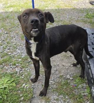 Finn -  Hound Dog for Adoption in Cleveland, Tennessee - Finn | PetCurious