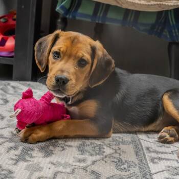 Beagle and Mixed Breed Dogs Available for Adoption in Pawling, New York - Patron | PetCurious