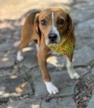 Pumpernickel -  Beagle Dog for Adoption in Midland, Virginia - Pumpernickel | PetCurious