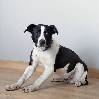 Pit Bull Terrier and Labrador Retriever Dogs Available for Adoption in Minnetonka, Minnesota - Seahawk D68154 | PetCurious