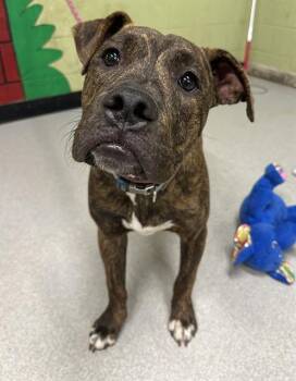 Rescue Pit Bull Terrier Dogs for Adoption in Indianapolis, Indiana - DEREK | PetCurious
