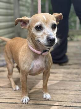 Chihuahua Dogs Available for Adoption in Wayne, New Jersey - Bagel Bite | PetCurious
