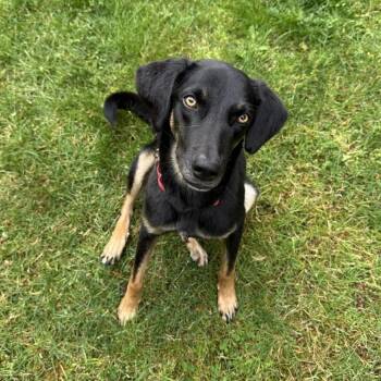Bosco -  Labrador Retriever and Hound Dog for Adoption in Bend, Oregon - Bosco | PetCurious