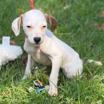 Ivory -  Wire Fox Terrier Dog for Adoption in Locust Fork, Alabama - Ivory | PetCurious