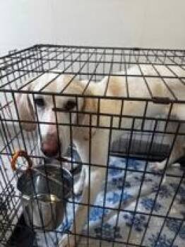 Hound Dogs Available for Adoption in Tiger, Georgia - Turks | PetCurious