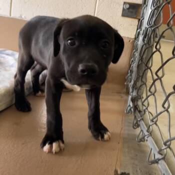 Galaxy -  German Shepherd Dog and Husky Dog for Adoption in Reno, Nevada - Galaxy | PetCurious
