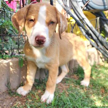 Sprinkle -  Australian Shepherd and Labrador Retriever Dog for Adoption in Austin, Texas - Sprinkle | PetCurious