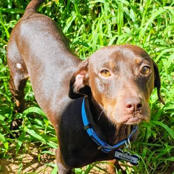 Barney -  Terrier Dog for Adoption in Wake Forest, North Carolina - Barney | PetCurious
