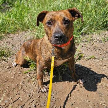 Skye -  American Staffordshire Terrier Dog for Adoption in St. Augustine, Florida - Skye | PetCurious