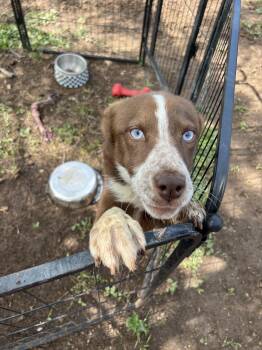 Grace -  Australian Cattle Dog Blue Heeler and Husky Dog for Adoption in Fort Collins, Colorado - Grace | PetCurious