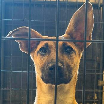 Delcy -  Shepherd Dog for Adoption in Washington, District Of Columbia - Delcy | PetCurious