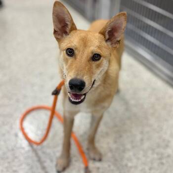 Garbanzo -  Carolina Dog and Mixed Breed Dog for Adoption in Nashville, Indiana - Garbanzo | PetCurious