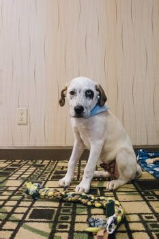 Rescue Mixed Breed Dogs for Adoption in Papillion, Nebraska - Timon (Fostered In Omaha) | PetCurious