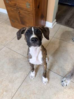 Kiara -  Plott Hound Dog for Adoption in St. Augustine, Florida - Kiara | PetCurious
