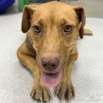 Rescue Shepherd Dogs for Adoption in Washington, District Of Columbia - Kindness | PetCurious