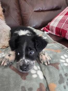 Border Collie and Australian Cattle Dog Blue Heeler Dogs Available for Adoption - A606604 | PetCurious