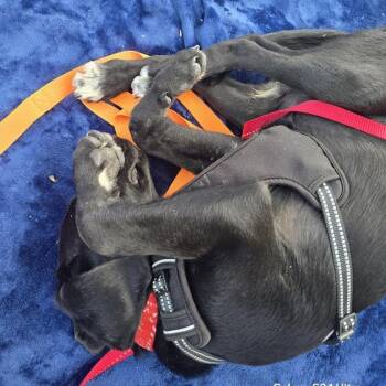 Ethan D71164 -  Black Labrador Retriever and Poodle Dog for Adoption in Minnetonka, Minnesota - Ethan D71164 | PetCurious