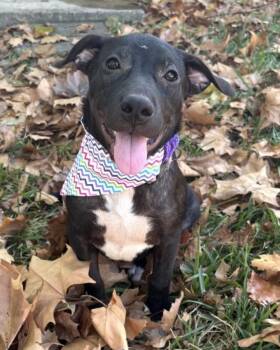 Penny Lonestar -  American Staffordshire Terrier Dog for Adoption in Rockaway, New Jersey - Penny Lonestar | PetCurious