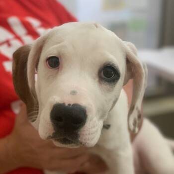 Rescue Pit Bull Terrier Dogs for Adoption in Lynchburg, Virginia - Enzo | PetCurious