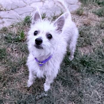 Cairn Terrier Dogs Available for Adoption in Park Row, Texas - Mina | PetCurious