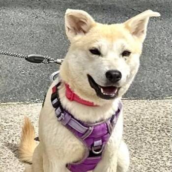 Jindo and Akita Dogs Available for Adoption in Andover, Massachusetts - Sienna Artist | PetCurious