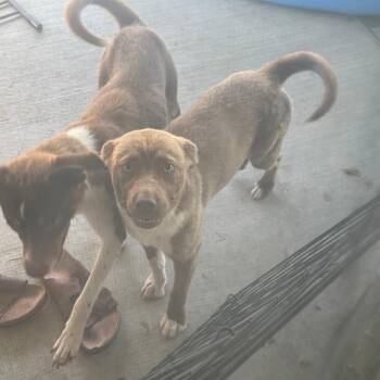 Jill -  Mixed Breed Dog for Adoption in Tulsa, Oklahoma - Jill | PetCurious