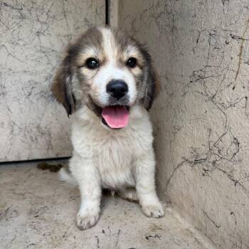 Rowdy 26-06-012 -  Anatolian Shepherd Dog Available for Adoption in Bastrop, Texas - Rowdy 26-06-012 | PetCurious
