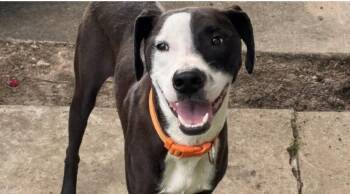 Rescue Mixed Breed Dogs for Adoption in Houston, Texas - Bingo | PetCurious