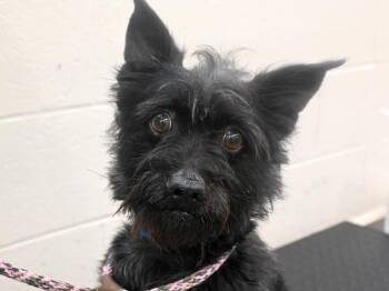 Lester -  Cairn Terrier and Mixed Breed Dog for Adoption in Portland, Oregon - Lester | PetCurious