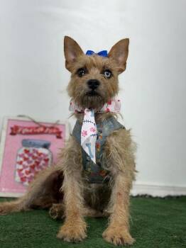 Pancakes-One of our Amazing Rescue Dogs -  Cairn Terrier and Norwich Terrier Dog for Adoption in Carlsbad, California - Pancakes-One Of Our Amazing Rescue Dogs | PetCurious