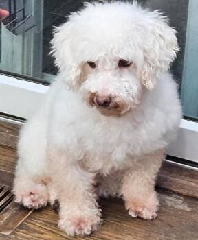 #295 Cody -  Miniature Poodle Dog for Adoption in Twin Lakes, Wisconsin - #295 Cody | PetCurious