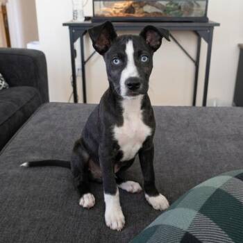 Pit Bull Terrier and Australian Shepherd Dogs Available for Adoption in San Diego, California - Indigo | PetCurious