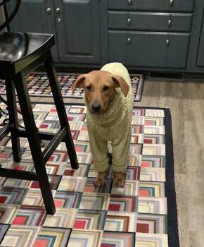 Pumpkin -  Vizsla and Labrador Retriever Dog for Adoption in Albion, New York - Pumpkin | PetCurious