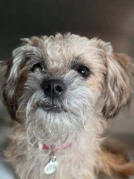 Dazzle -  Havanese Dog for Adoption in Phoenix, Arizona - Dazzle | PetCurious