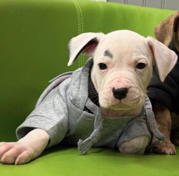 Jello -  Pit Bull Terrier Dog for Adoption in Naperville, Illinois - Jello | PetCurious