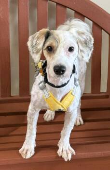 Provolone -  Yorkshire Terrier and Poodle Dog for Adoption in Mundelein, Illinois - Provolone | PetCurious
