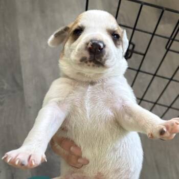 Dwight -  Anatolian Shepherd Dog for Adoption in Tampa, Florida - Dwight | PetCurious