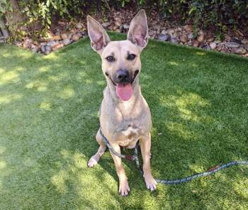 LADY -  German Shepherd Dog and Mixed Breed Dog for Adoption in San Jose, California - LADY | PetCurious