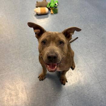 Krystal -  Mixed Breed Dog for Adoption in Gainesville, Florida - Krystal | PetCurious