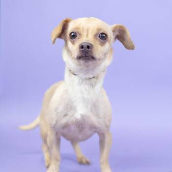 Donut -  Chihuahua Dog for Adoption in Portland, Oregon - Donut | PetCurious