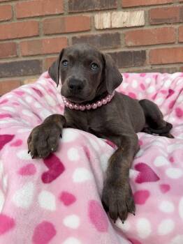 Cane Corso Dogs Available for Adoption - Lilo | PetCurious